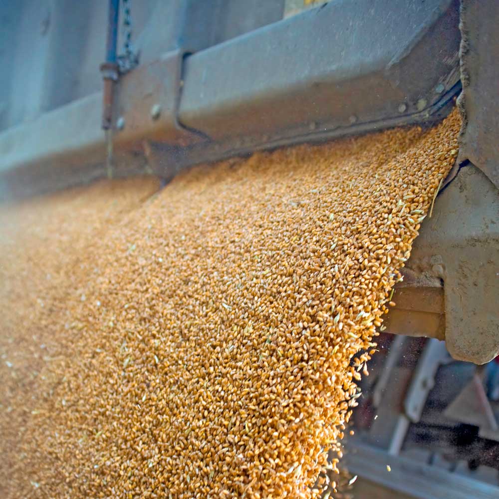 Grain Production Grain Production