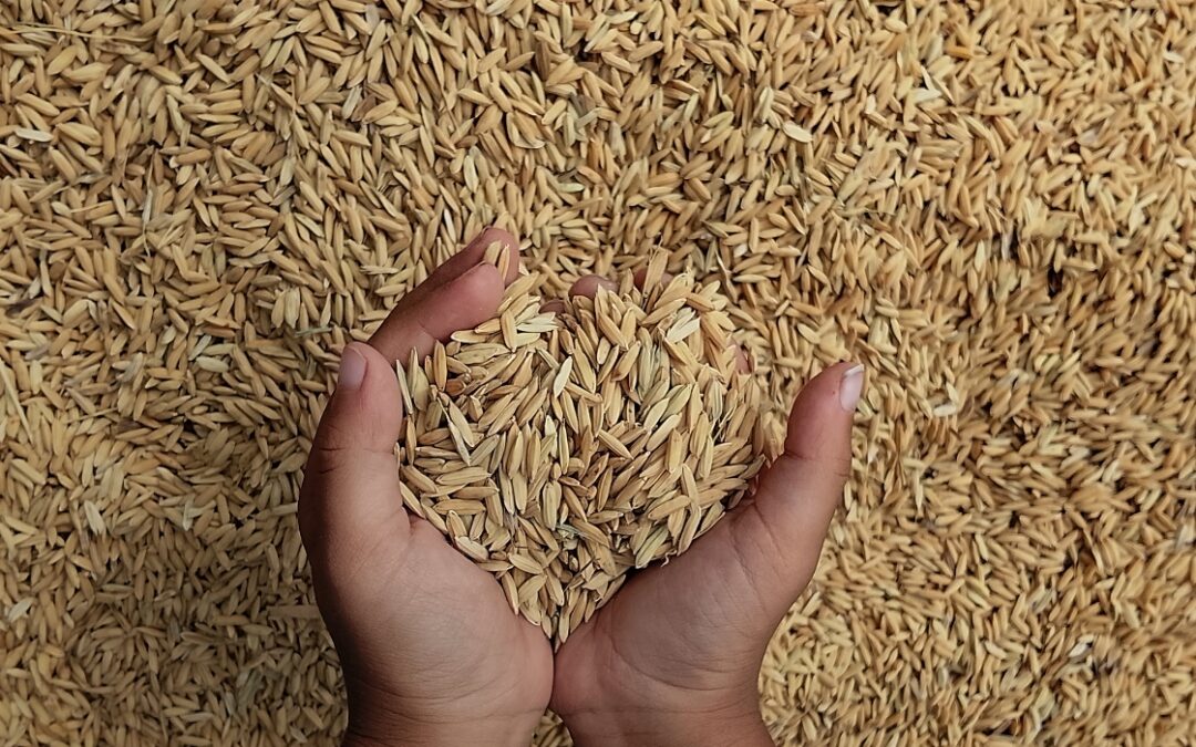 hands pulling out a handful of grain from a grain bin